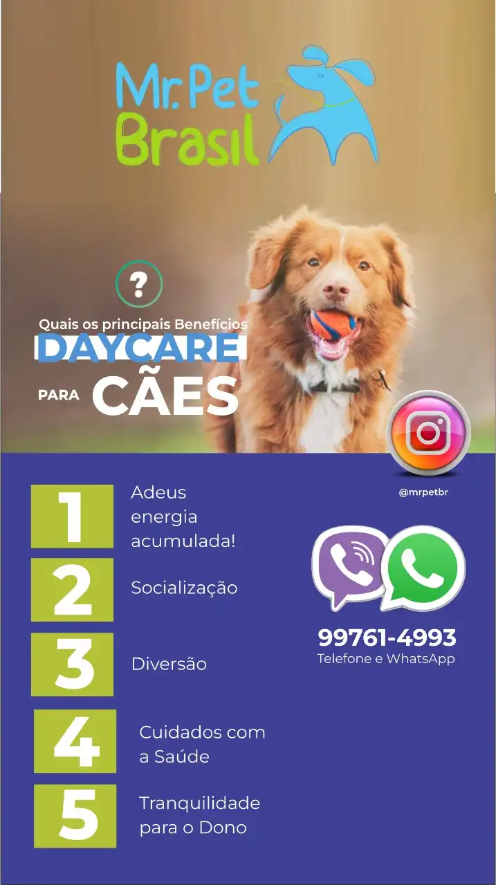 Layout Folheto Day Care para Cães Principais Benefícios