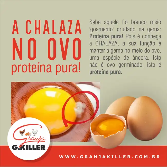 Propaganda sobre Ovos Chalaza e Proteína
